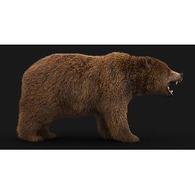 3D model Bear (3) (FUR)